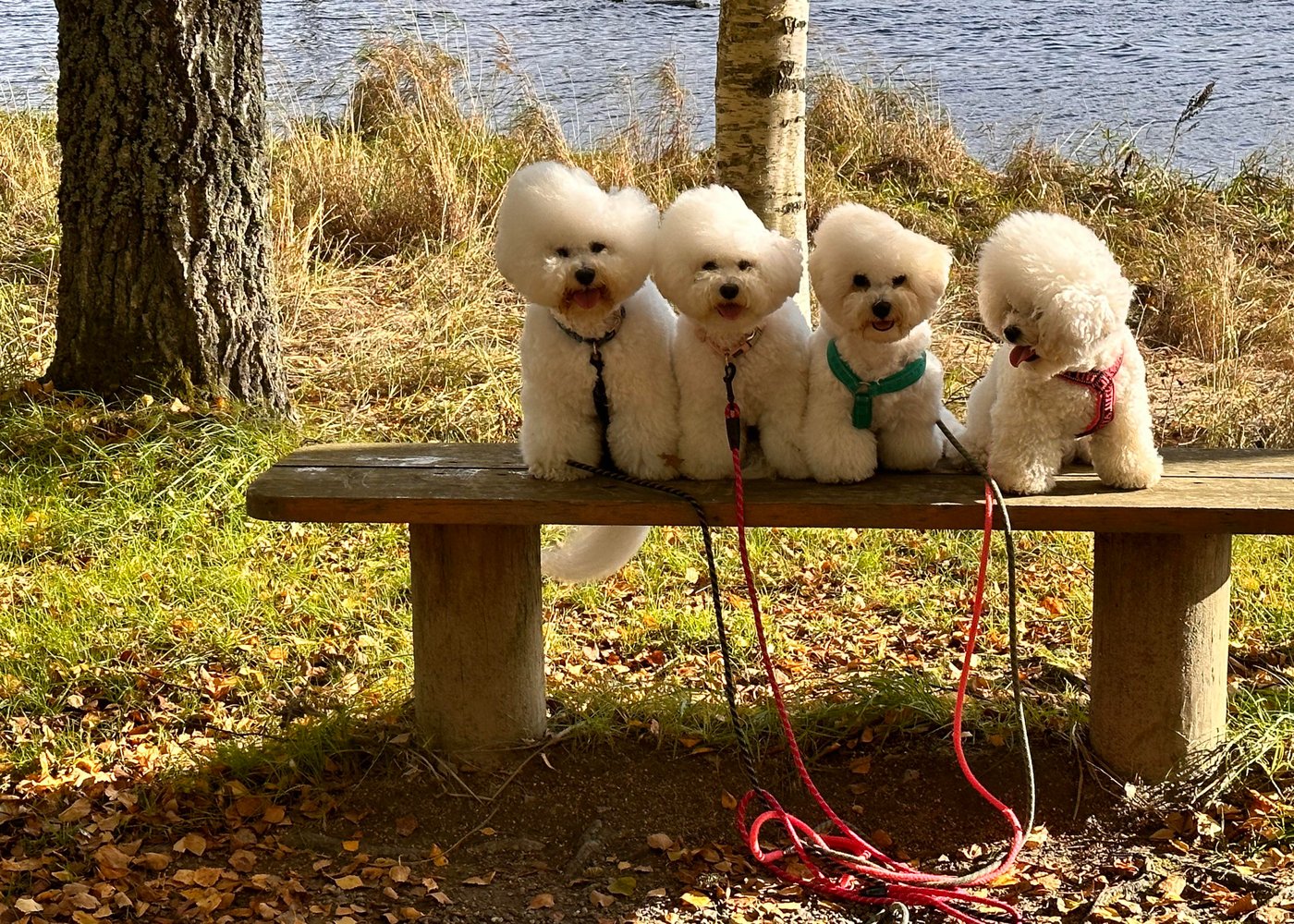 Ønsker du deg en bestevenn? Se valper til formidling!